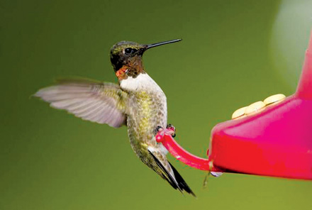 A Ruby-Throated Hummingbird flies while attempting to drink a sugar water from feeder in Moberly, MO