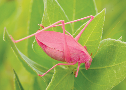 pink katydid 3 cc