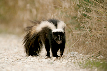 A Skunk walks in searching for food after sunset at Clarence Cannon National Wildlife Refuge in Annada, MO.