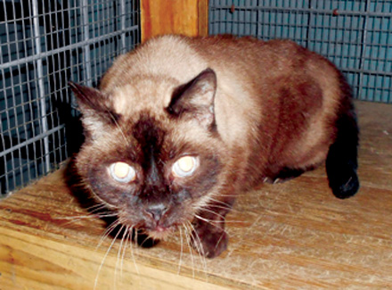 Female Siamese 1cc