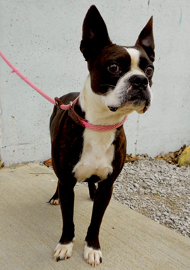 Male Boston Terrier 1cc