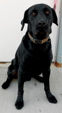 male black Labrador 1cc