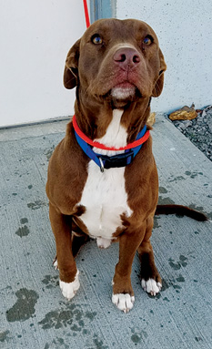 male brown with white Pit Bull mix 1cc