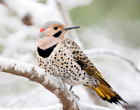 Discover Missouri’s Picidae with free virtual Winter Woodpeckers ...