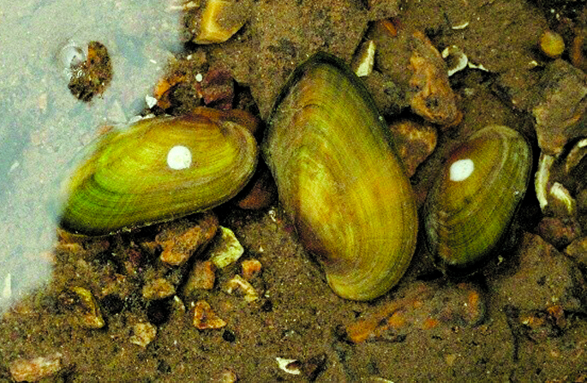 MDC and partners make history by successfully stocking scaleshell mussels in the Osage River